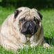 Image for article titled There Are Now Fat Farms for Obese Dogs